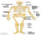Ανθρώπινος σκελετός. Τα οστά του ανθρώπινου σώματος (Αγγλικά)